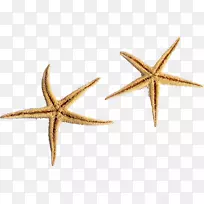 海星海胆海水星壳
