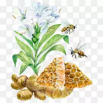 水彩画艺术插图.手绘花卉和蜜蜂三药