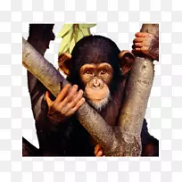 黑猩猩宝宝猴子高清电视壁纸大猩猩爬树