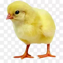 多米尼克鸡咸蛋鹌鹑孵化器-真正的小雏鸡