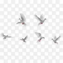 鸟岩鸽子飞行-白鸟收藏