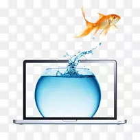 Carassius auratus纯种摄影-免费金鱼和笔记本电脑
