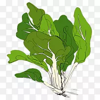 春绿蔬菜插图-新鲜卷心菜