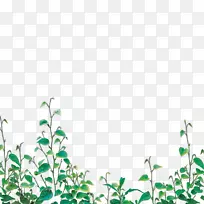 藤草