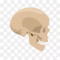颅骨欧式骨架-黄色头骨