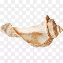 海螺-美丽的褐色海螺