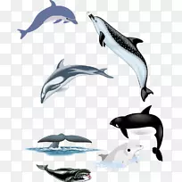 普通宽吻海豚图库溪短喙普通海豚白嘴海豚