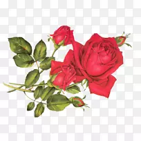 玫瑰油艺术剪贴画-抽象花卉形象