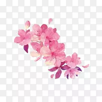 花卉设计插图.粉红桃花手绘插图