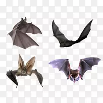 飞行小蝙蝠万圣节-万圣节蝙蝠