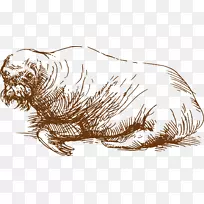 海狮画食肉插图.手绘海狮