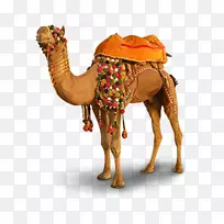 Pushkar骆驼vicuxf1a-骑骆驼自由拉