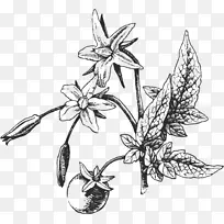 番茄素描蔬菜-番茄素描