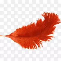 羽毛橙色-美丽的羽毛