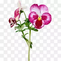 潘西剪花紫脸开花