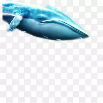 须鲸蓝鲸