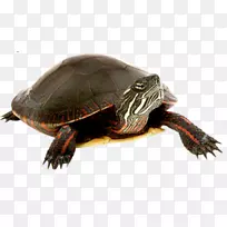 龟剪贴画-黑海龟