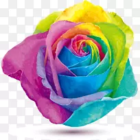 彩虹玫瑰摄影颜色-彩虹色玫瑰