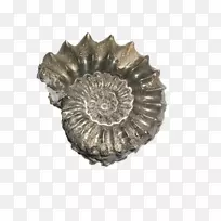 角质岩化石石化图-金属海螺