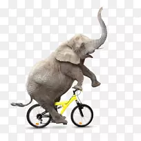 非洲灌木丛大象骑自行车皇室-免费骑自行车的大象