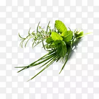 草本植物扁叶香草绿色植物