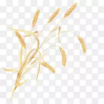 麦芽小麦