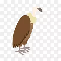 火鸡秃鹫猫头鹰-秃鹰鸟色设计