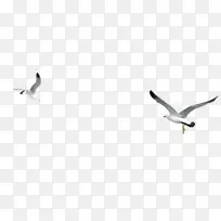 鸟翼谷歌图片下载-翅膀海鸥