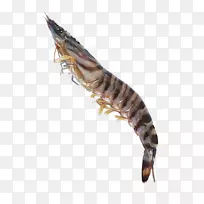 Caridea Tiger海鲜虾Palinurus-海鲜虎对虾