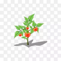 鸡眼辣椒红花番茄-卡通番茄树