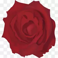 花园玫瑰沙滩玫瑰红色手绘玫瑰