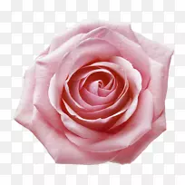 花园玫瑰静物：粉色玫瑰、蜈蚣玫瑰、沙滩玫瑰、玫瑰花-粉色玫瑰近景。
