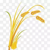 大米卡通食品-小麦