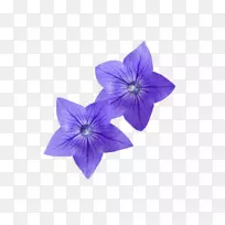 花卉摄影百合花-紫花