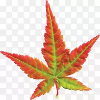 枫叶