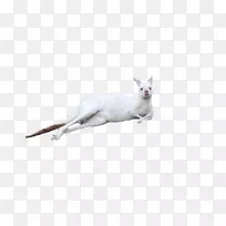 小猫袋鼠可爱-躺在白色袋鼠身上