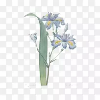 皮埃尔？约瑟夫？雷德塞克斯9(1759-1840)虹膜属植物插图植物-复古风格的植物。