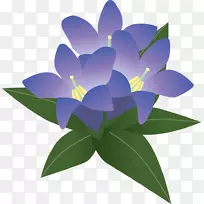 紫色插图-绿叶和紫花