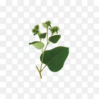 大牛蒡根草药食品谷歌图片-草本牡丹根