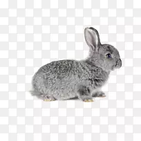 家养野兔宠物欧洲野兔雪貂-兔子