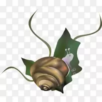 蜗牛卡拉科尔--蜗牛