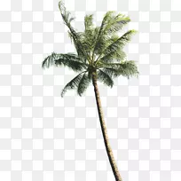 槟榔科椰子树-椰子树图片