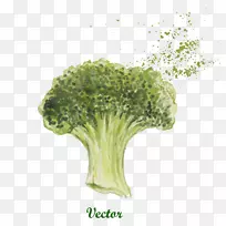 蔬菜花椰菜插图.绘图花椰菜