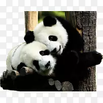 大熊猫有可爱的壁纸-熊猫。