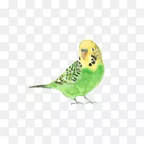 鹦鹉鸟水彩画-麻雀