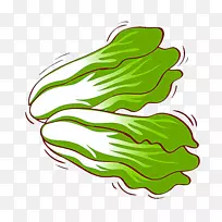 大白菜蔬菜插图-大白菜