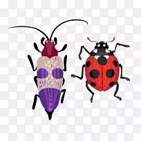 甲虫绘图插图.瓢虫