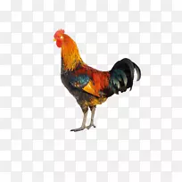 鸡鹌鹑家禽孵化器-大公鸡