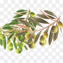 康泰莎·恩特利纳制作橄榄-用绿叶橄榄制成的材料