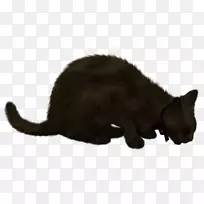 哈瓦那棕色黑猫-女巫猫